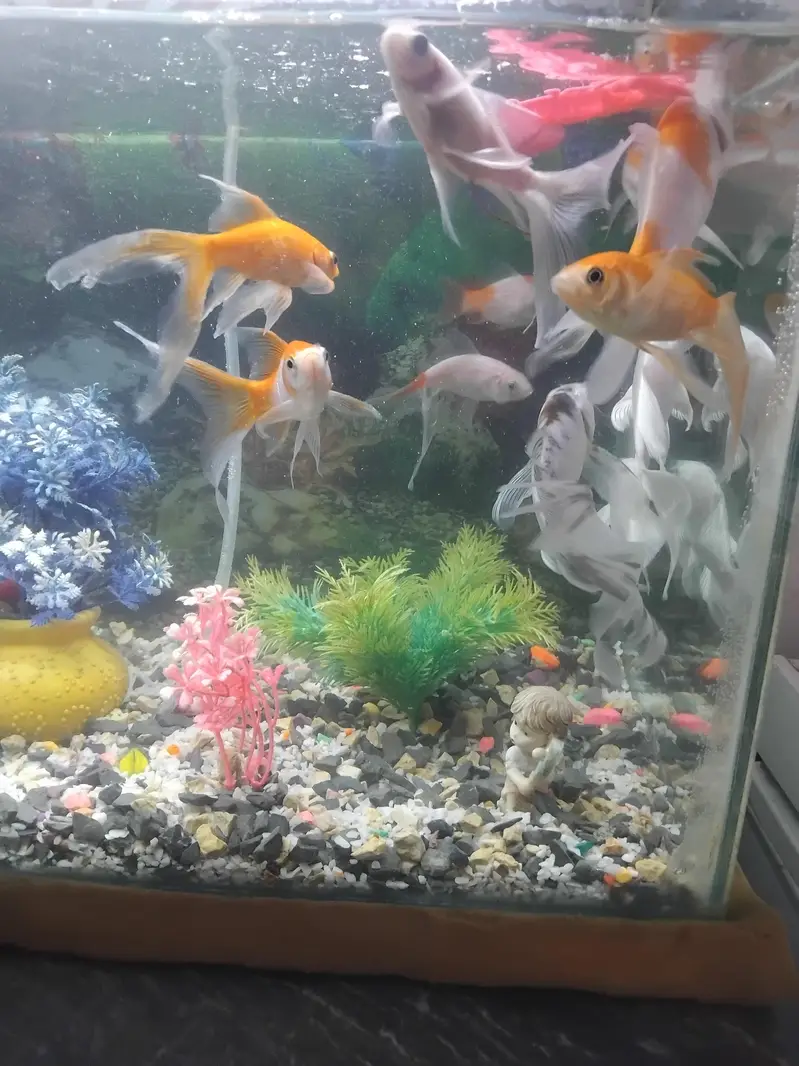 9 gold fish for sell — photo 5