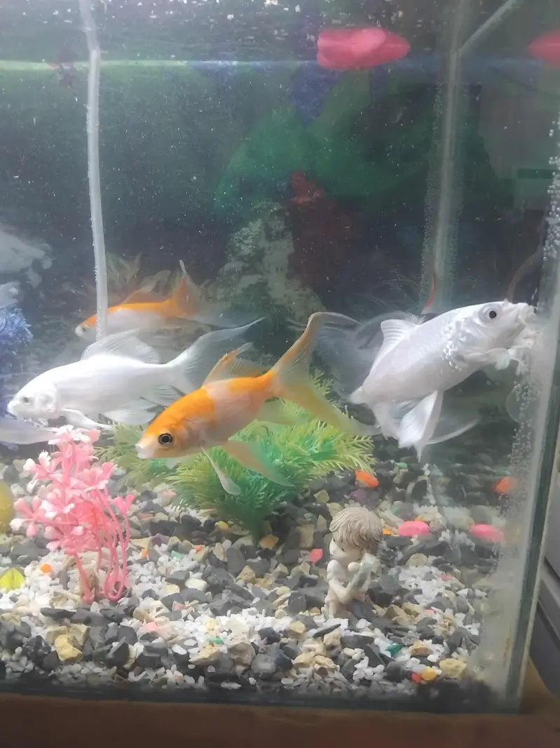 9 gold fish for sell — photo 6