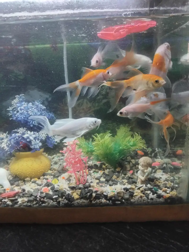 9 gold fish for sell — photo 7