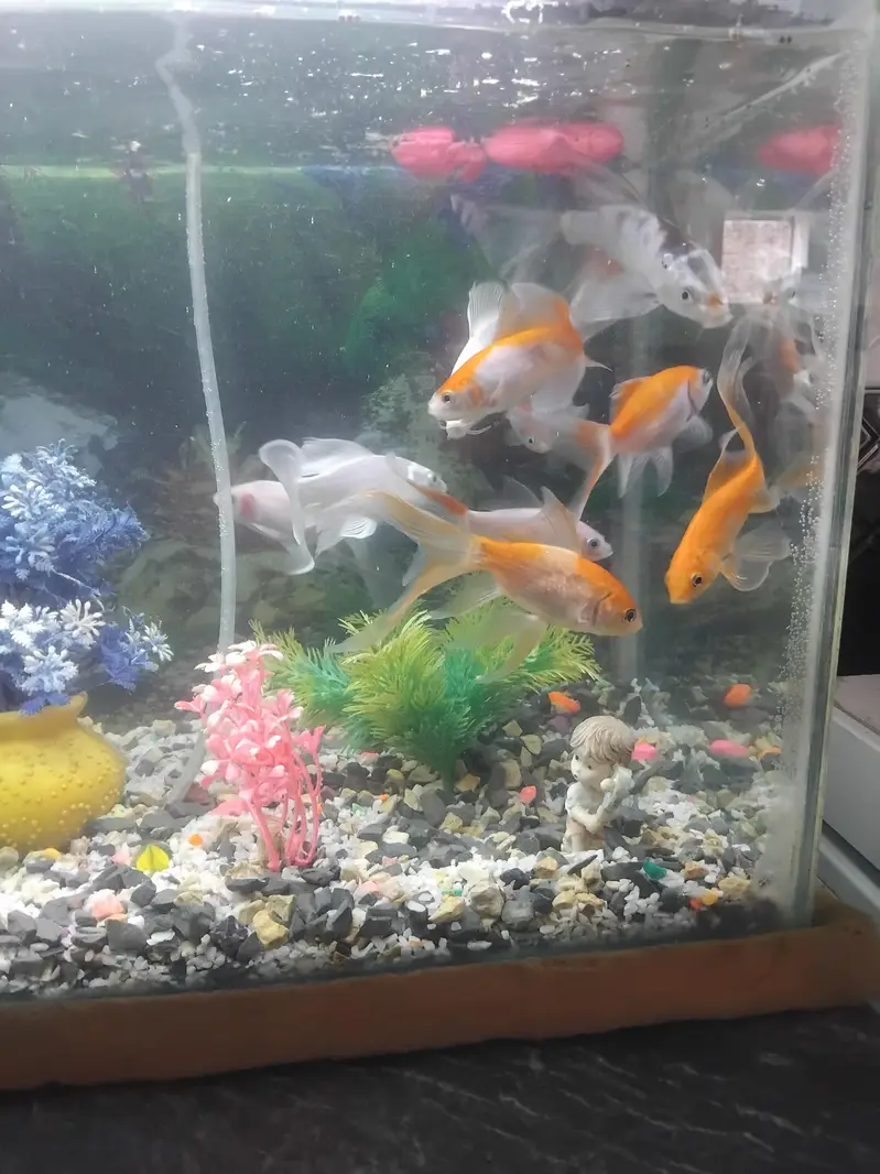 9 gold fish for sell — photo 8