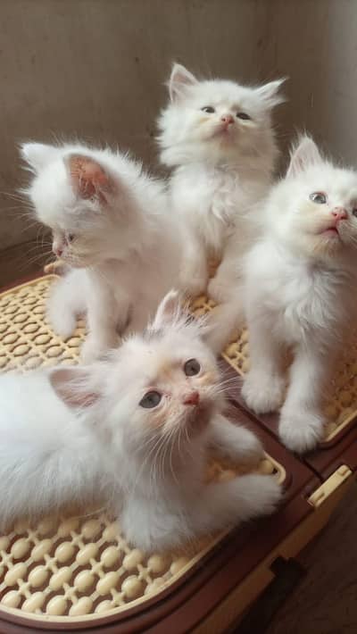 persian kittens