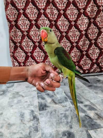 kasmiri raw parrot chicks