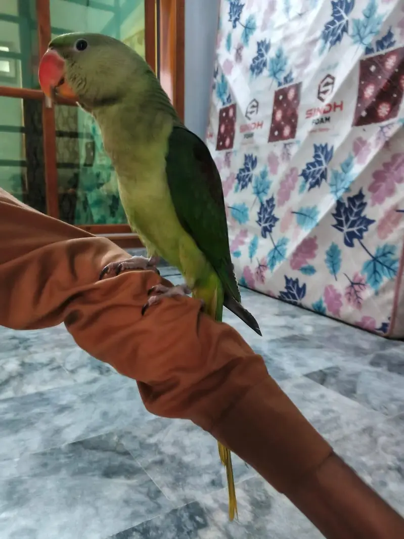 kasmiri raw parrot chicks — photo 2