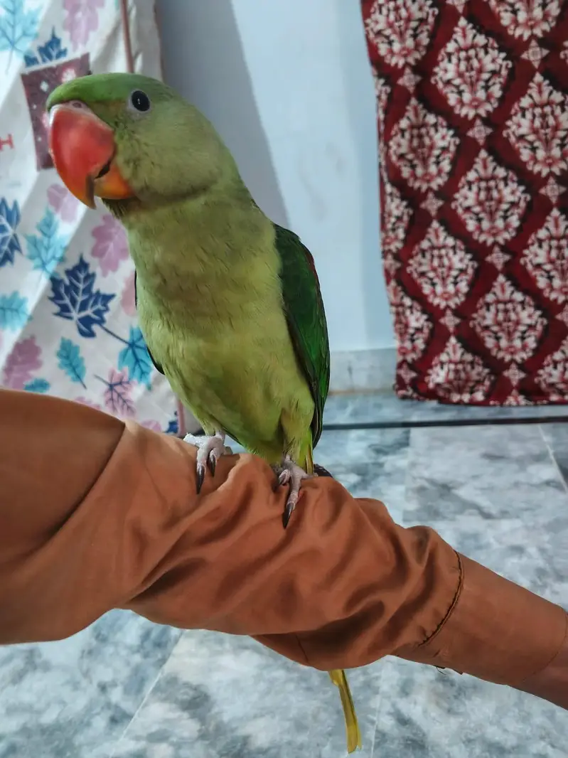 kasmiri raw parrot chicks — photo 3