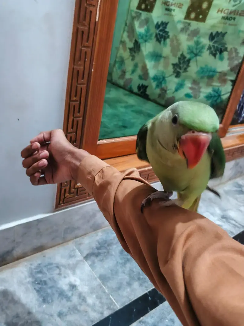 kasmiri raw parrot chicks — photo 4