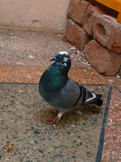 fancy pigeon