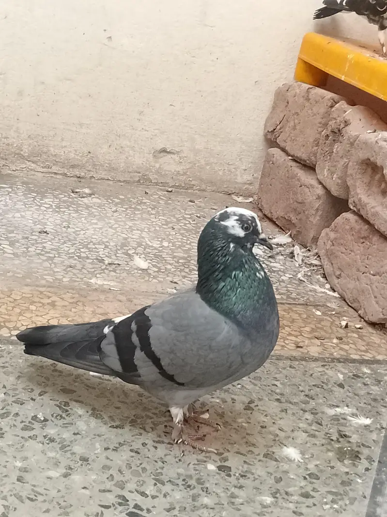 fancy pigeon — photo 2