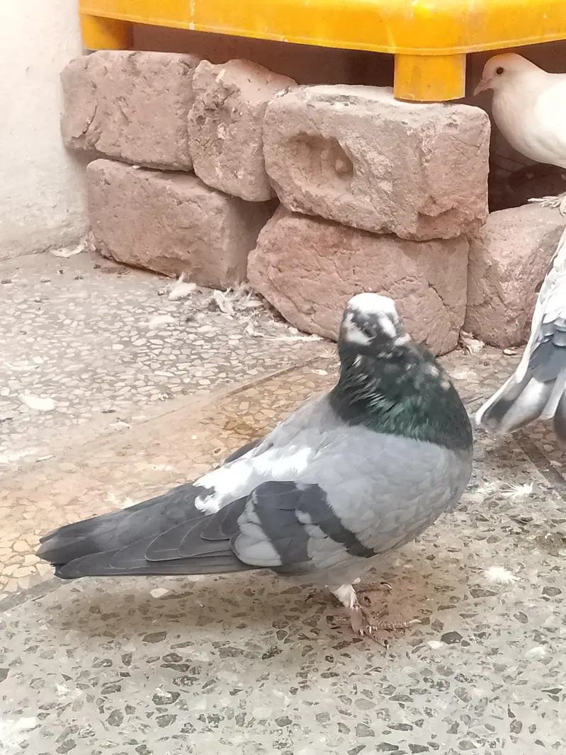 fancy pigeon — photo 3