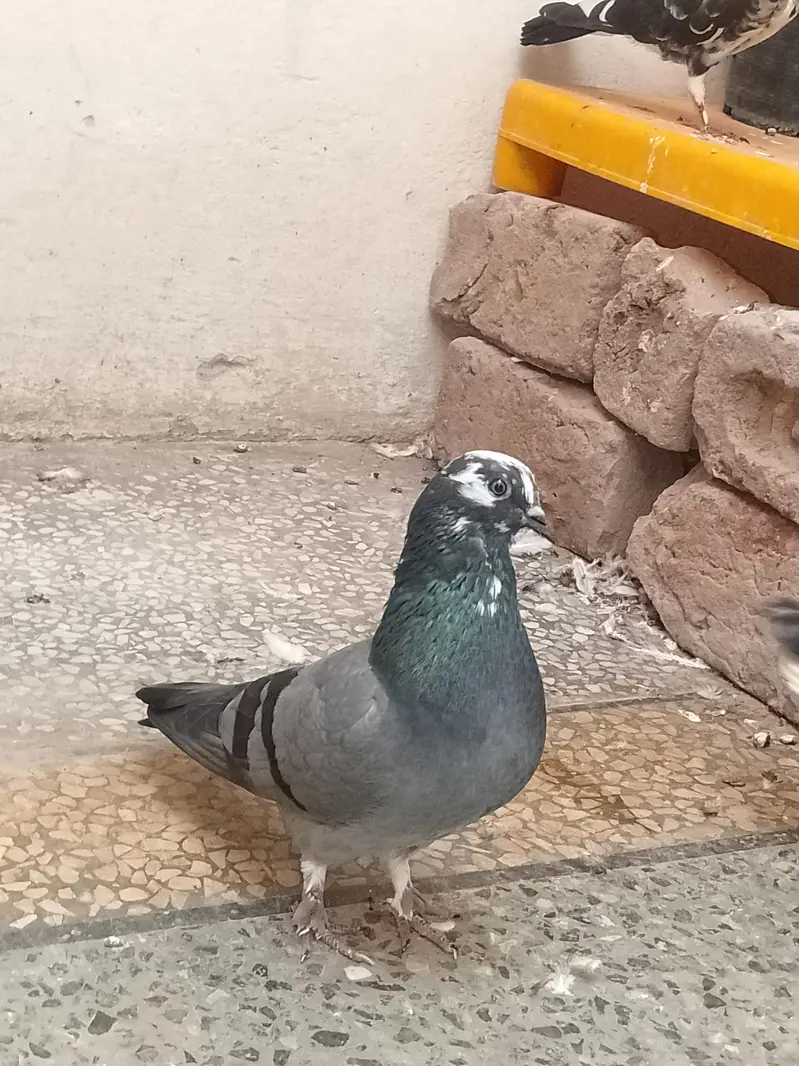 fancy pigeon — photo 4