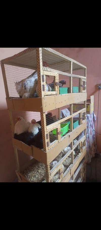5 portion cage for hens