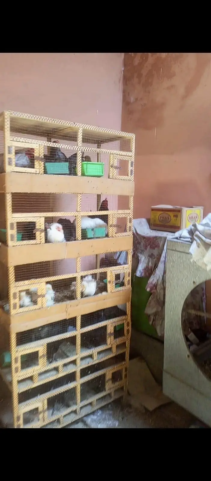 5 portion cage for hens — photo 2