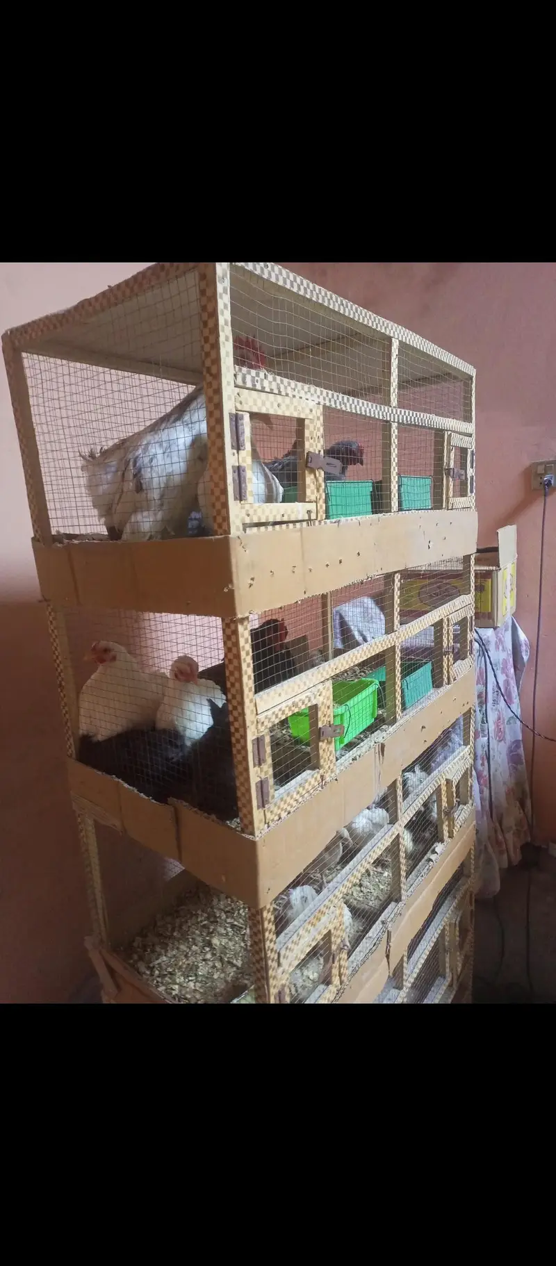 5 portion cage for hens — photo 6