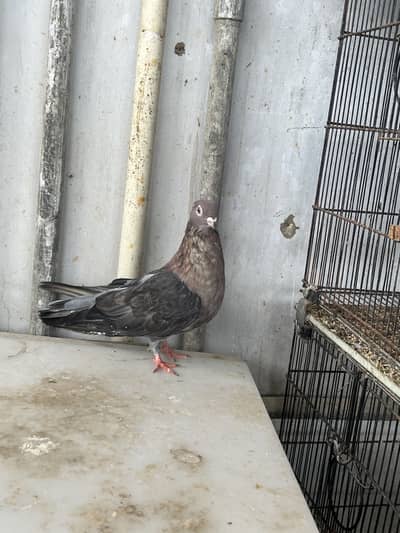 Eruption swift pigeon
