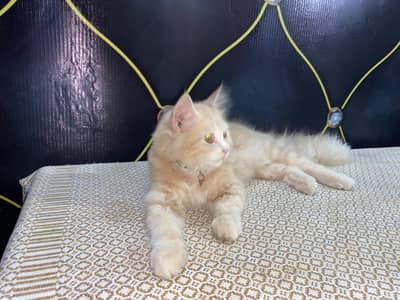Male Persian Cat for Sale