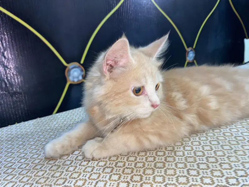 Male Persian Cat for Sale — photo 2