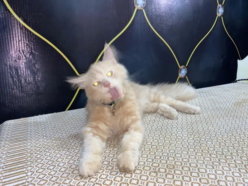 Male Persian Cat for Sale — photo 3