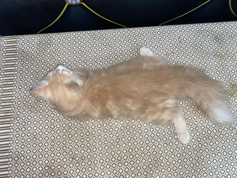 Male Persian Cat for Sale — photo 5