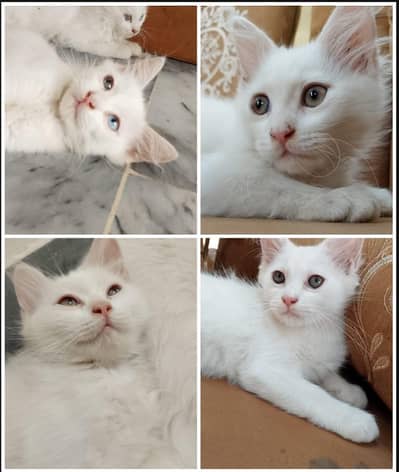 Triple Coated White Persian kittens