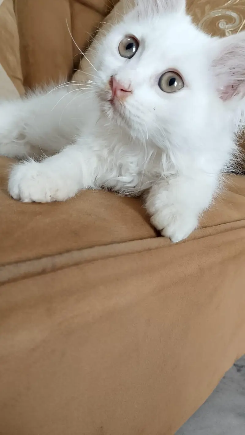Triple Coated White Persian kittens — photo 2