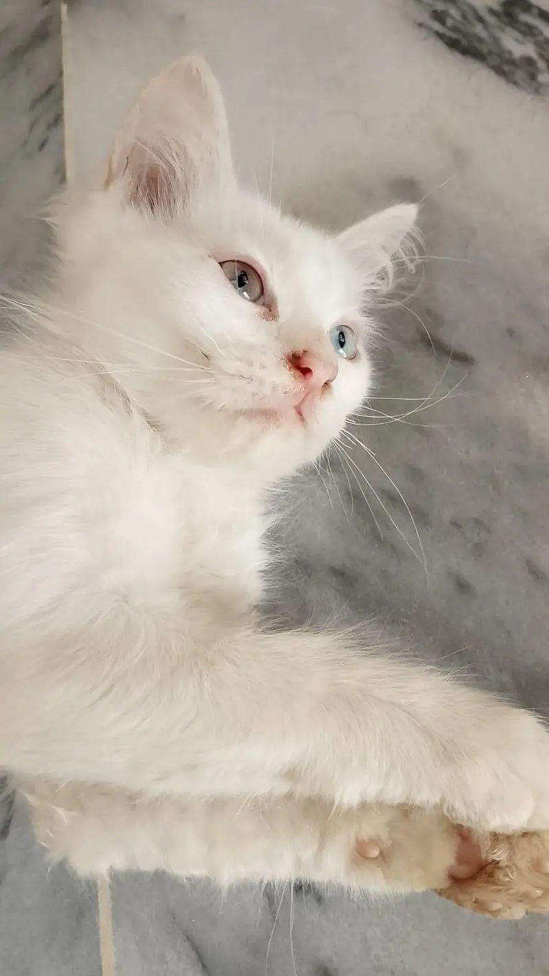Triple Coated White Persian kittens — photo 3