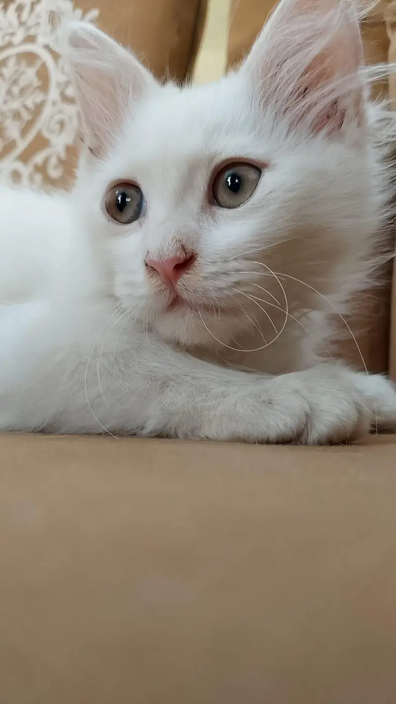 Triple Coated White Persian kittens — photo 4