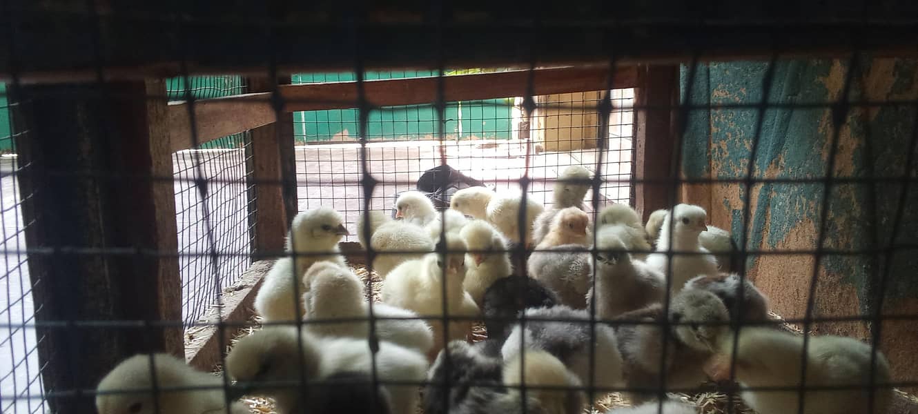 fancy Breed Chicks 0