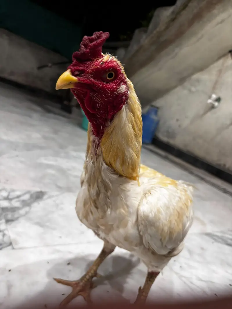Assel male SINDHI Murga, white color, gahr k cheez granti k sath — photo 2