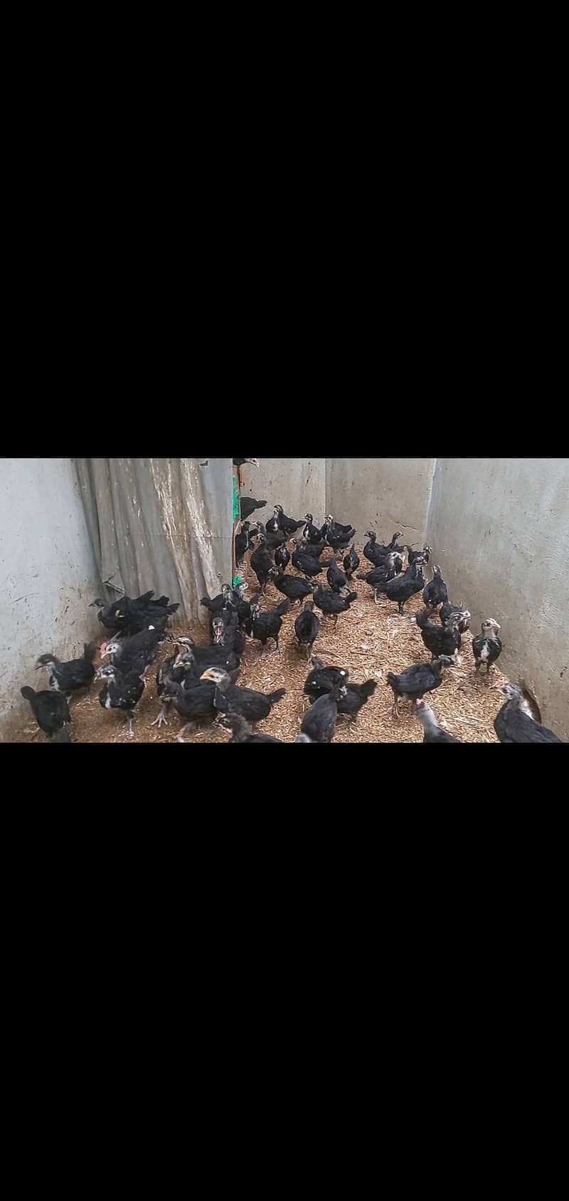 Australorp Chick's 0