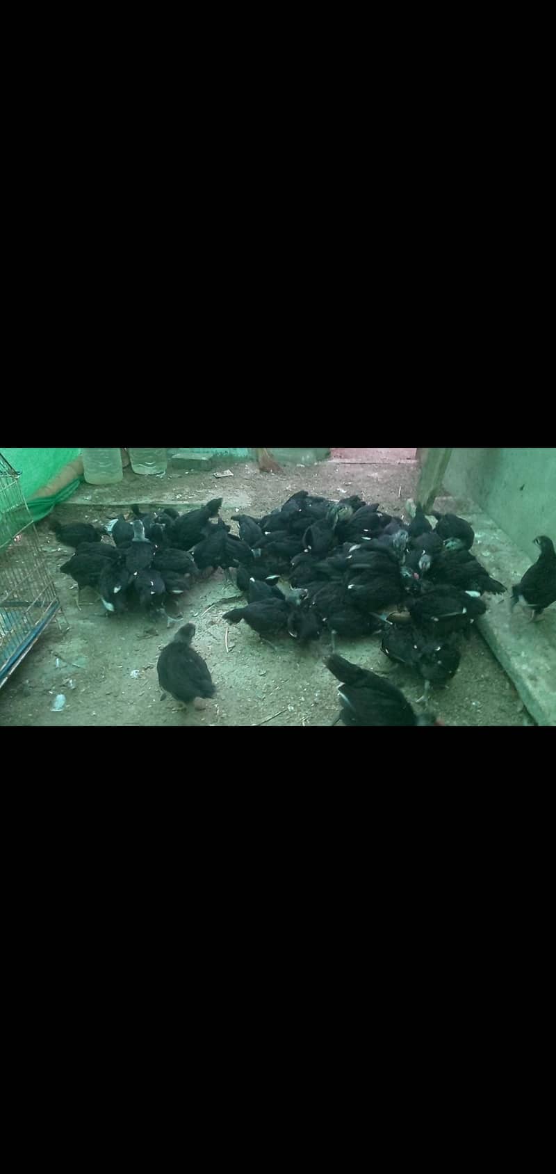 Australorp Chick's 1