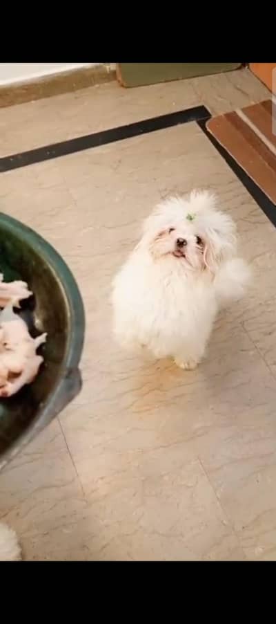 Shih tzu Female