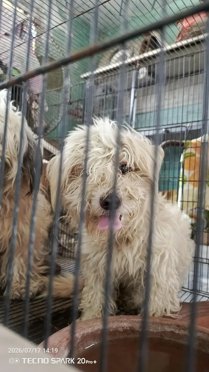 Shih tzu Female — photo 2