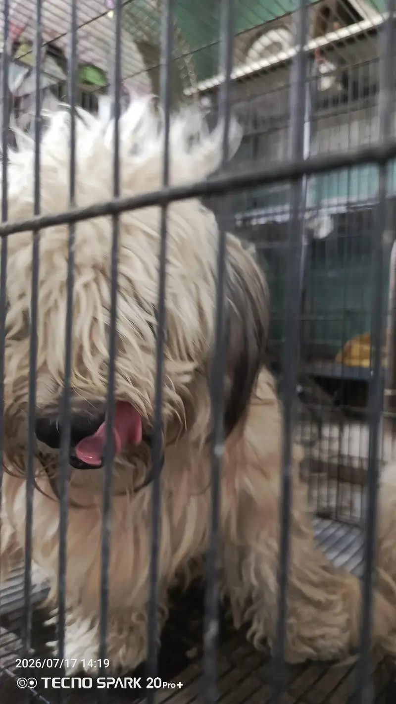 Shih tzu Female — photo 3