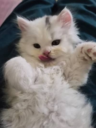 Long coated Persian kittens for sale