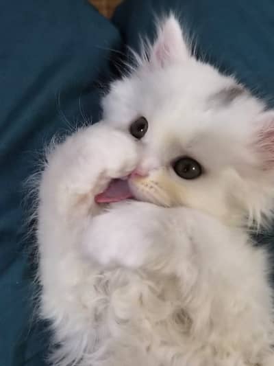 Long coated Persian kittens for sale