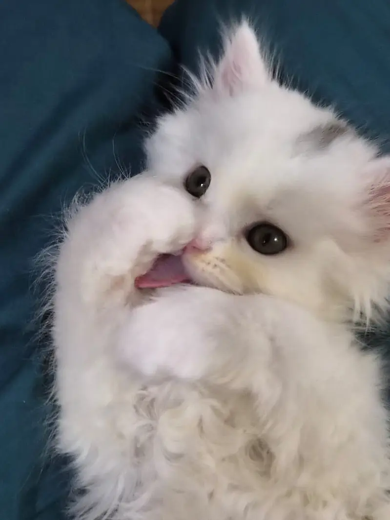 Long coated Persian kittens for sale — photo 3