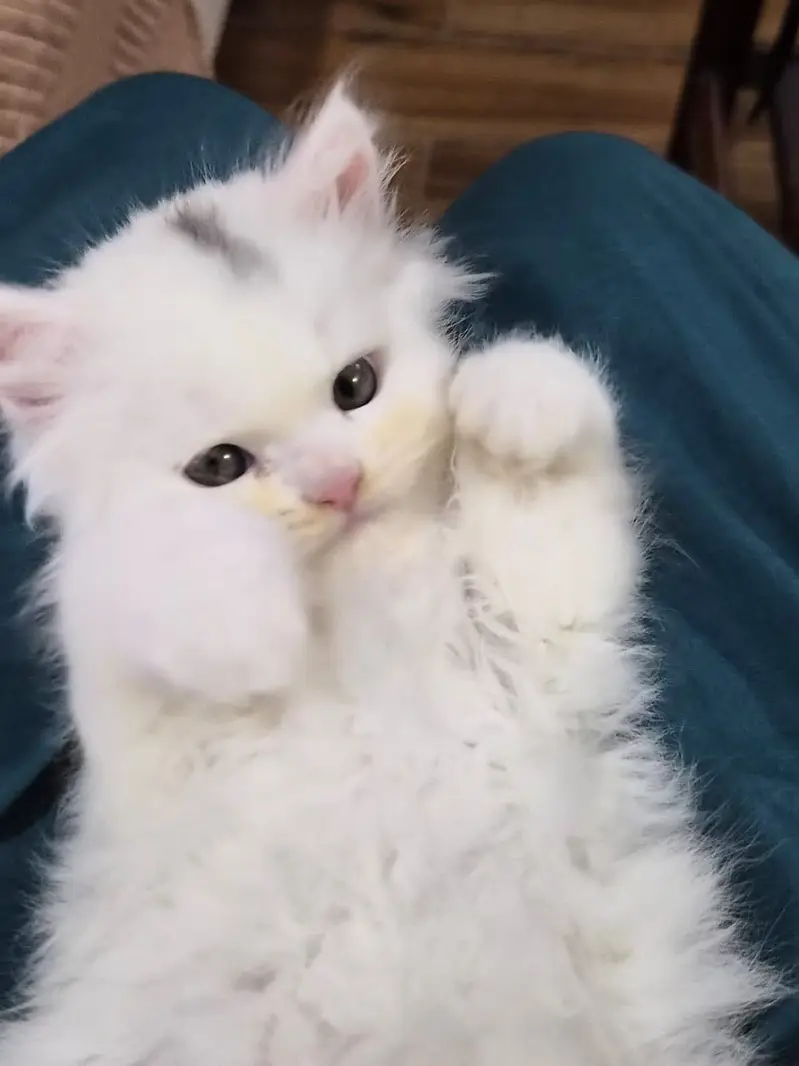 Long coated Persian kittens for sale — photo 4