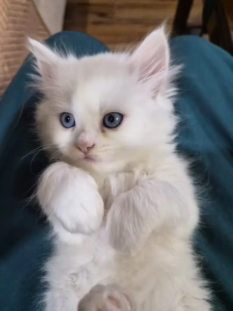 Long coated Persian kittens for sale — photo 5