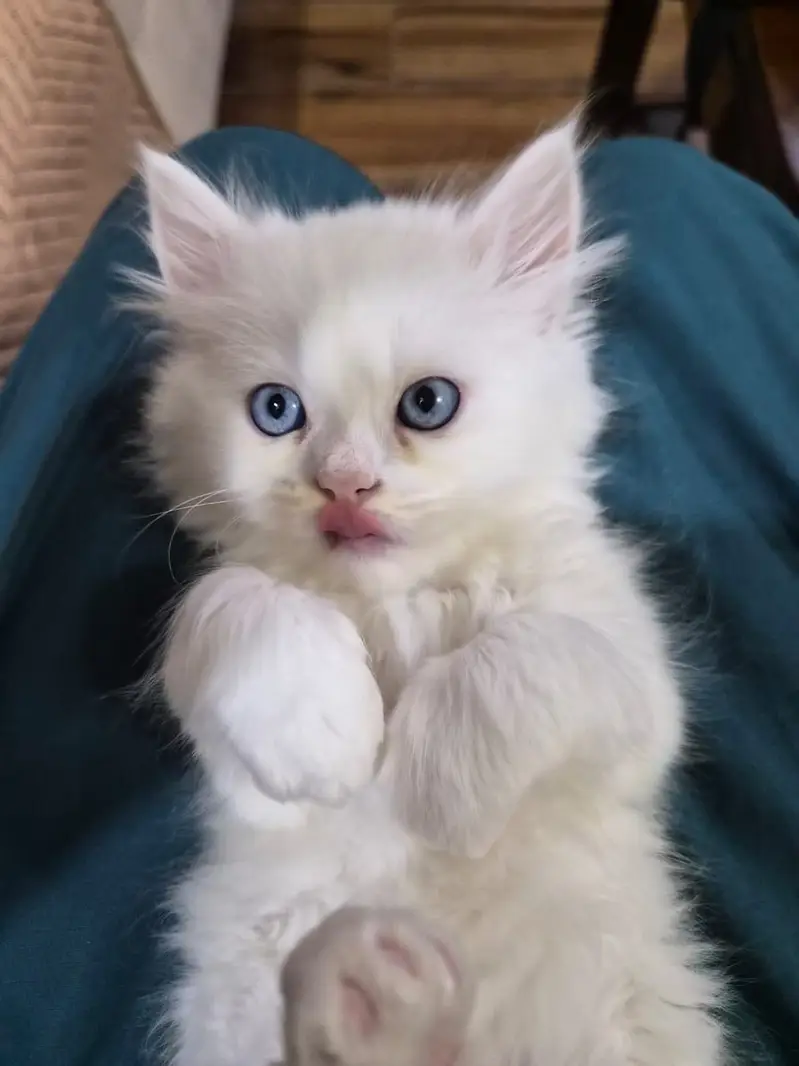 Long coated Persian kittens for sale — photo 6