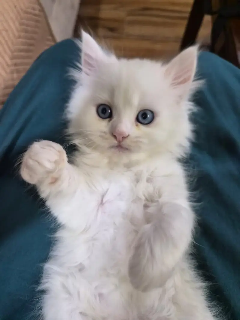Long coated Persian kittens for sale — photo 7