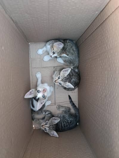 Cats Baby For Free