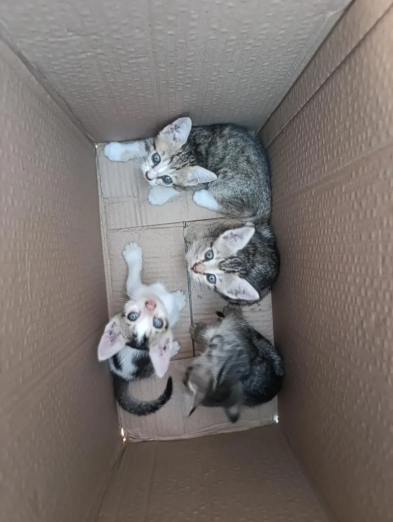 Cats Baby For Free — photo 2