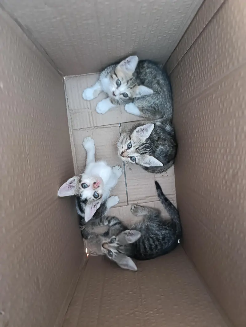 Cats Baby For Free — photo 3