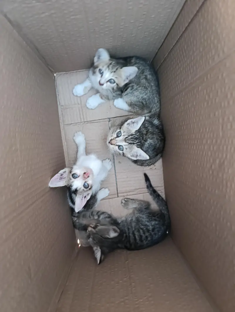 Cats Baby For Free — photo 4