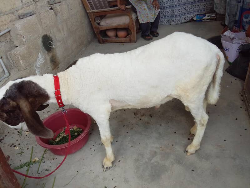 dumba sheep 0