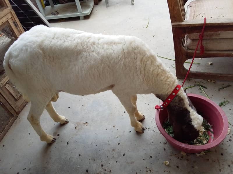 dumba sheep 1