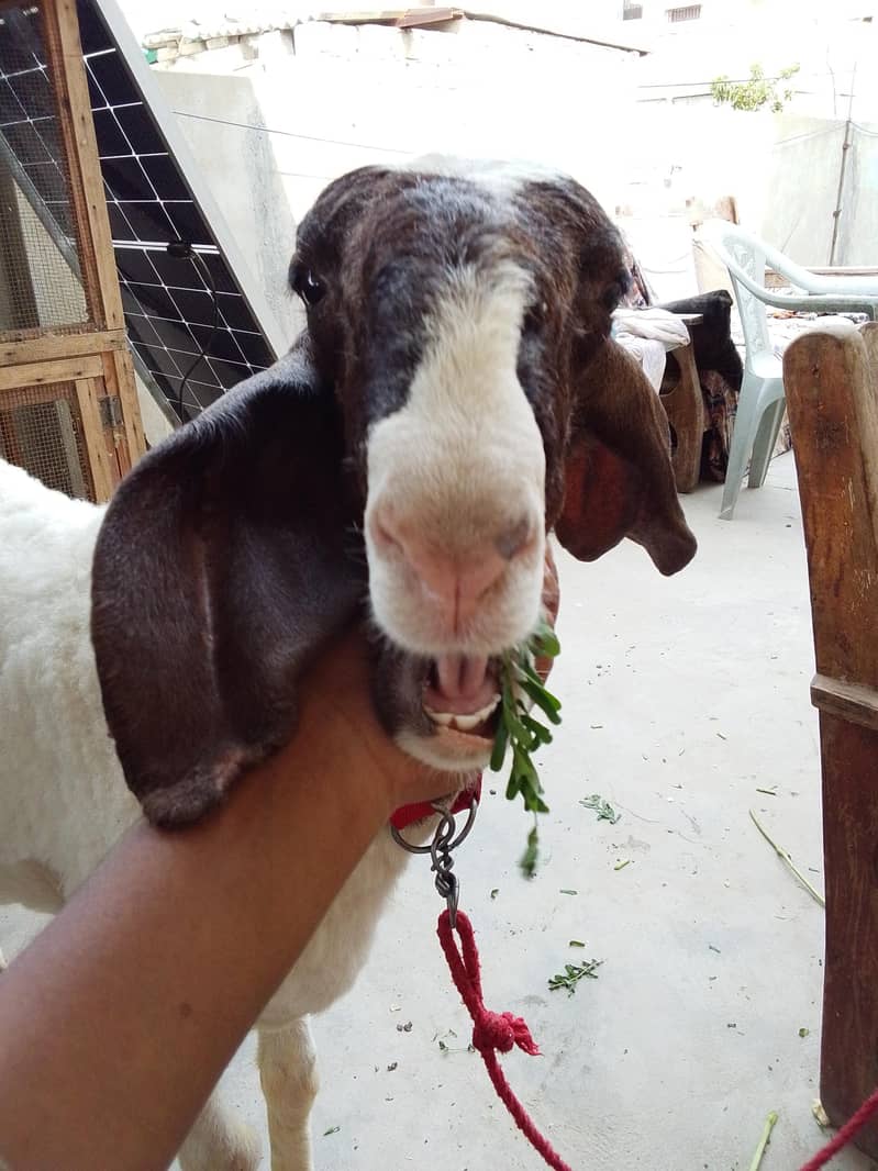 dumba sheep 2