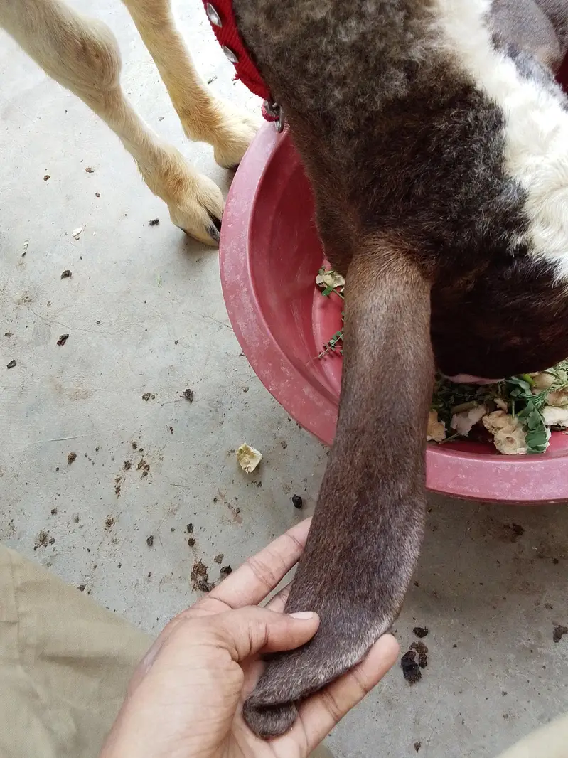 dumba sheep — photo 4