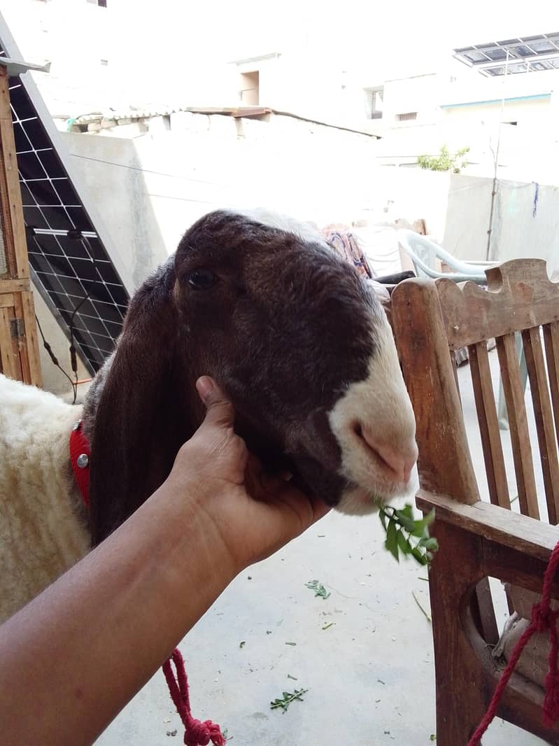 dumba sheep 4
