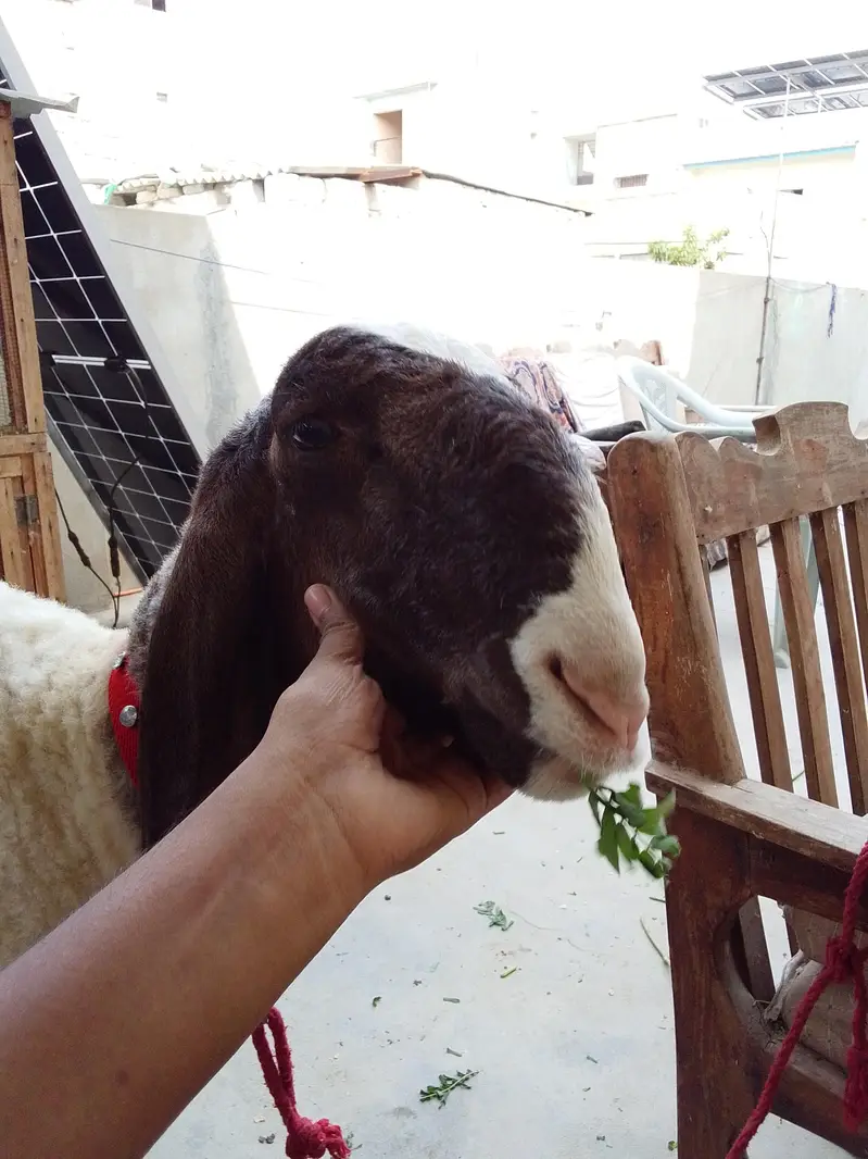dumba sheep — photo 5
