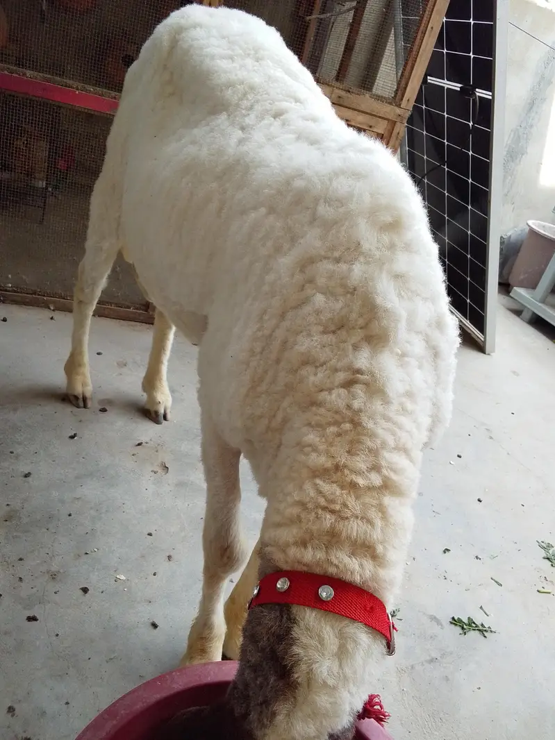 dumba sheep — photo 6